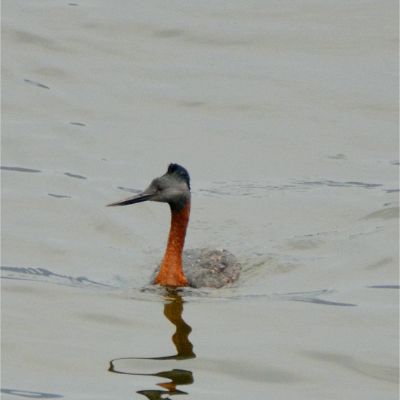 Great Grebe (2)